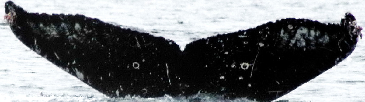 Fluke of Sonic (Kodiak)