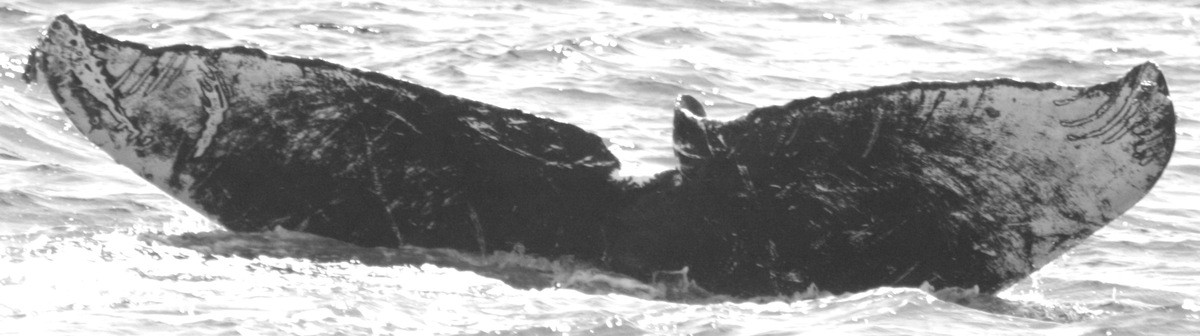Fluke of CRC-10120