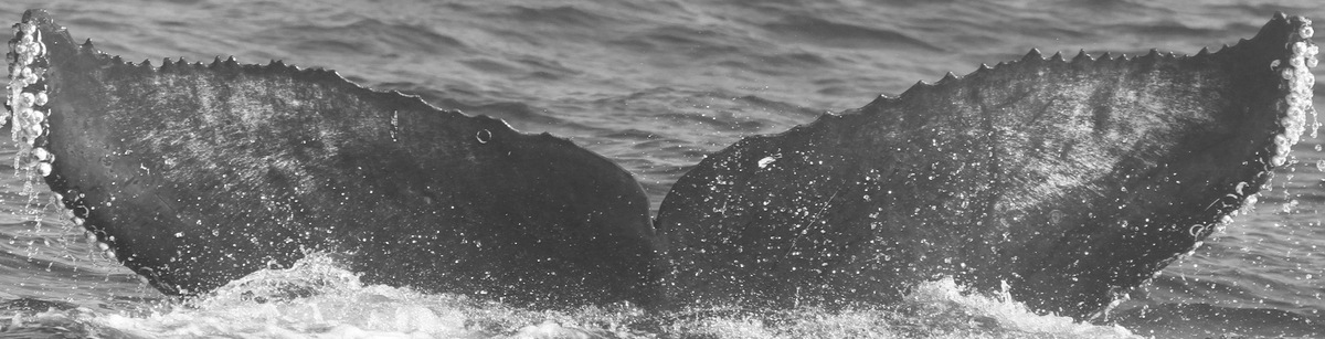 Fluke of CRC-15364