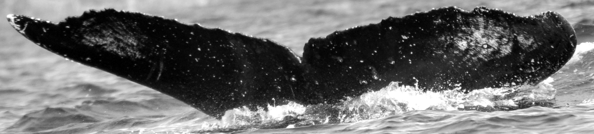 Fluke of Dakine