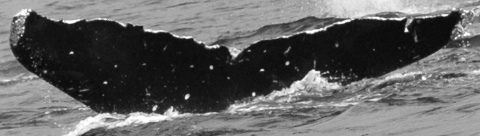 Fluke of Devon (FS)