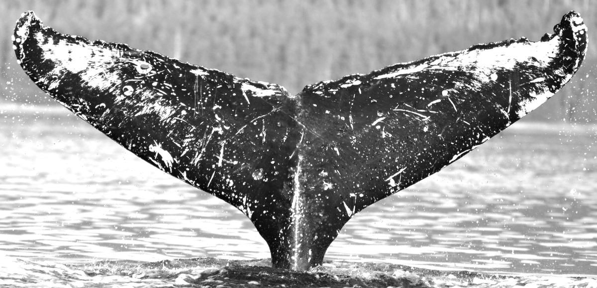 Fluke of Dolorosa