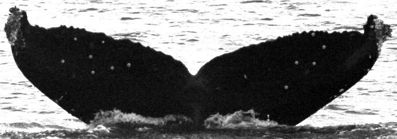 Fluke of Imiikekumu aka Thysanoessa (FS)