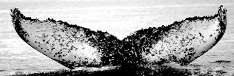 Fluke of Ebullient