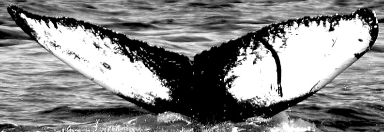 Fluke of Elephantus (FS)