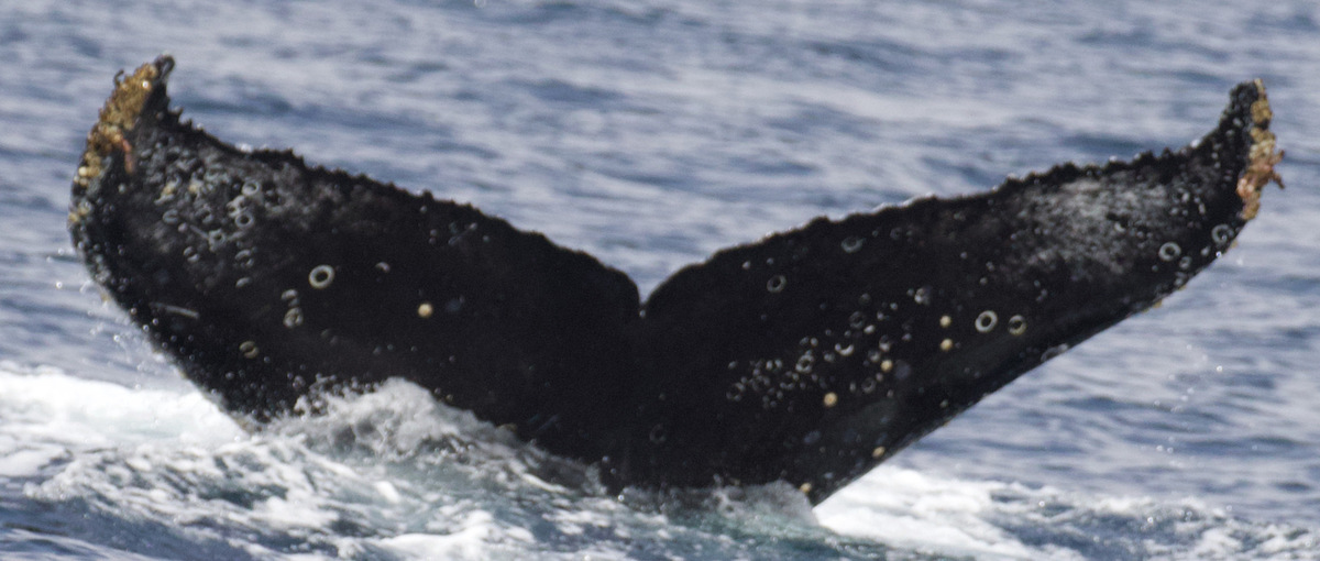 Fluke of CRC-19963