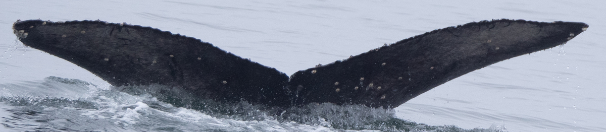 Fluke of 2020-2021 calf of CRC-15266