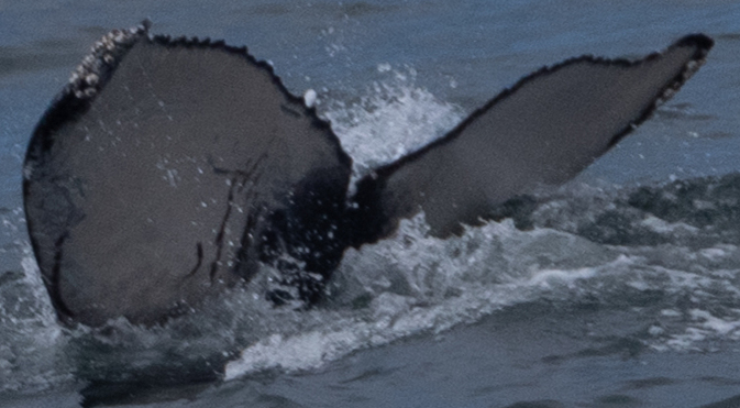 Fluke of 2020-2021 calf of CRC-15901