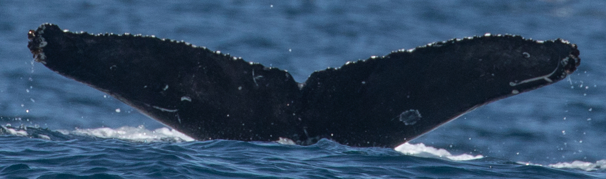 Fluke of CRC-19959