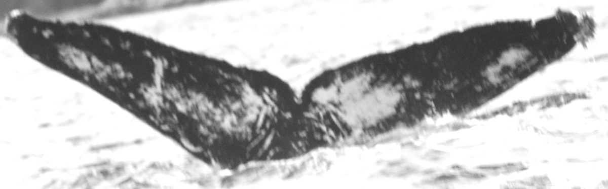 Fluke of Euphemia (FS)