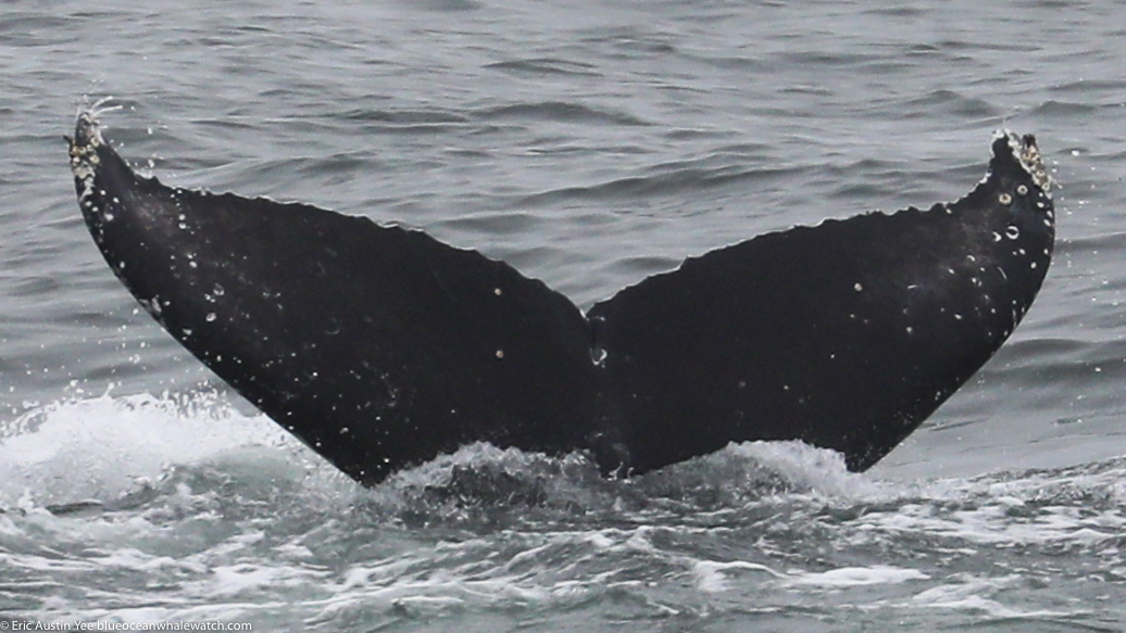 Fluke of 2020-2021 calf of Motitas