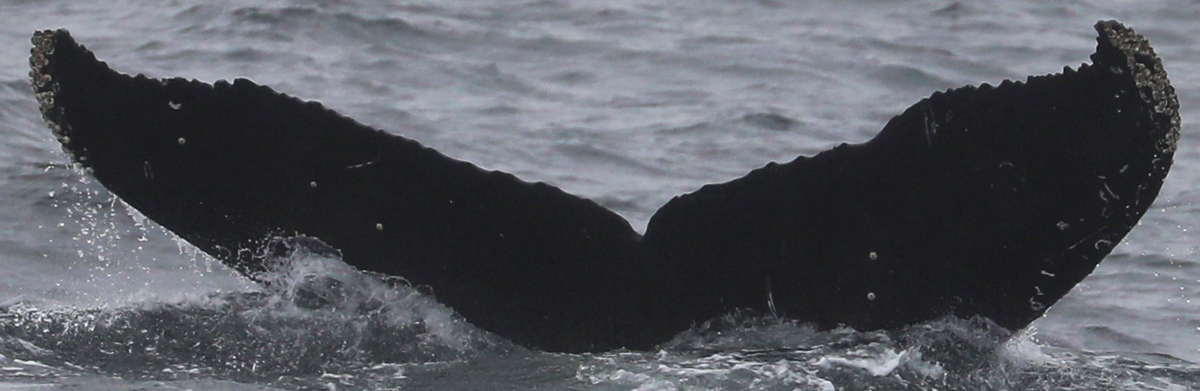 Fluke of CRC-19955