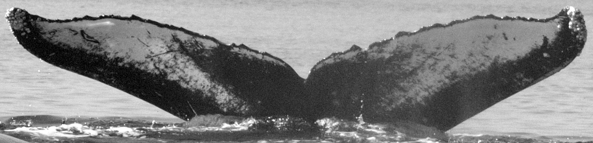 Fluke of Falco (SE Alaska)