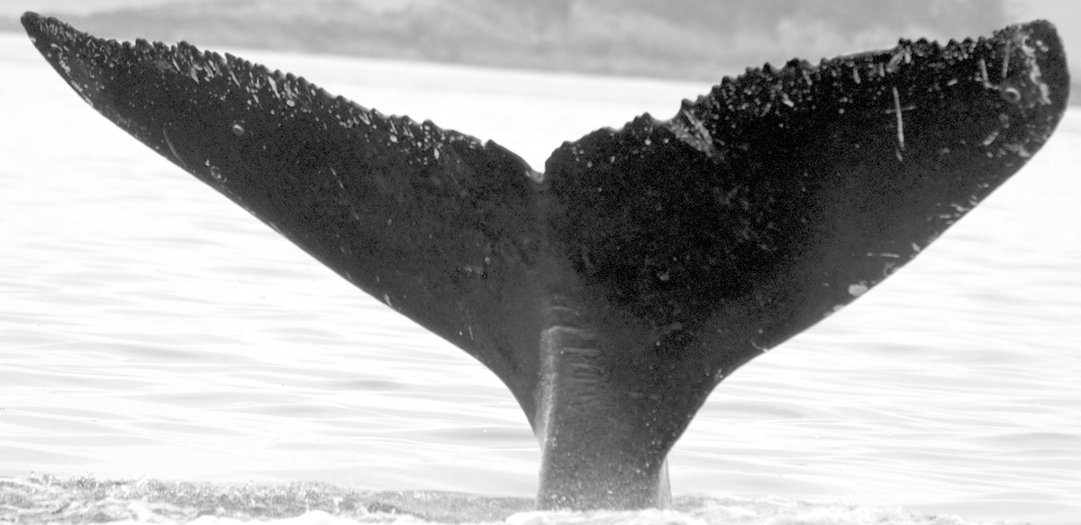 Fluke of FolkZoological (FS)