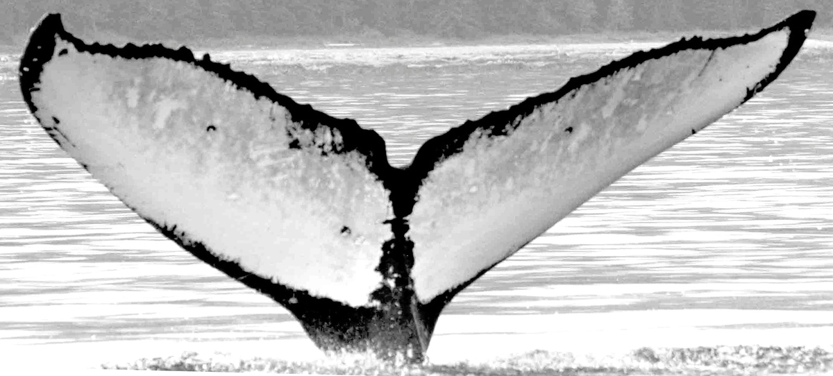 Fluke of Gambrinous