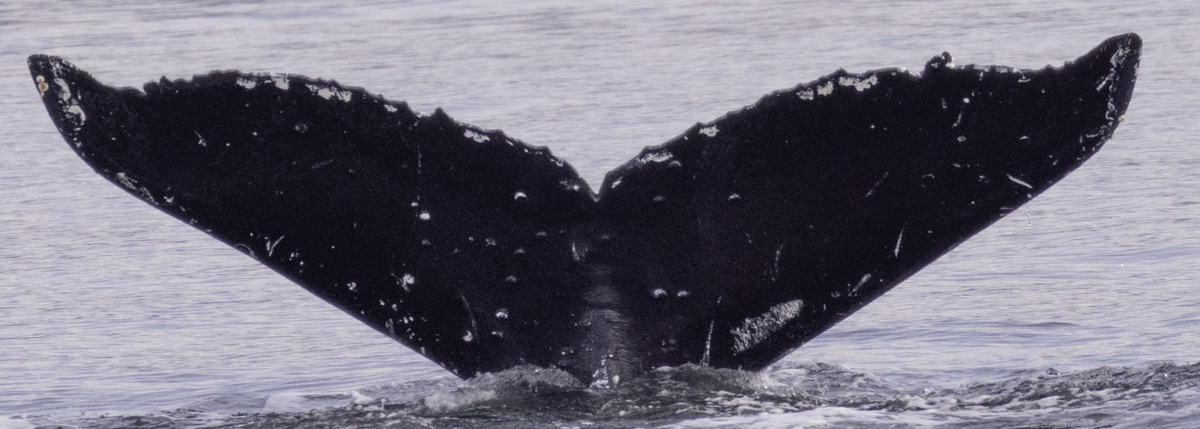 Fluke of Ginny (FS) aka Samantha (PWS) aka Alaskana (KBay)