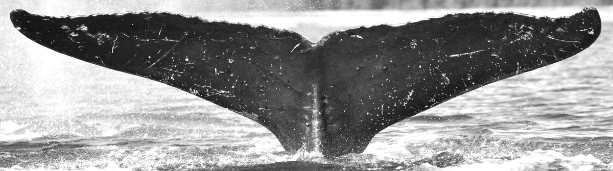 Fluke of Pelican aka Hateef or TriPots (FS)
