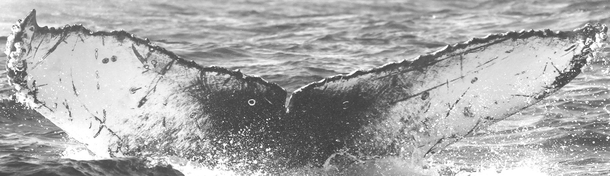 Fluke of CRC-15123