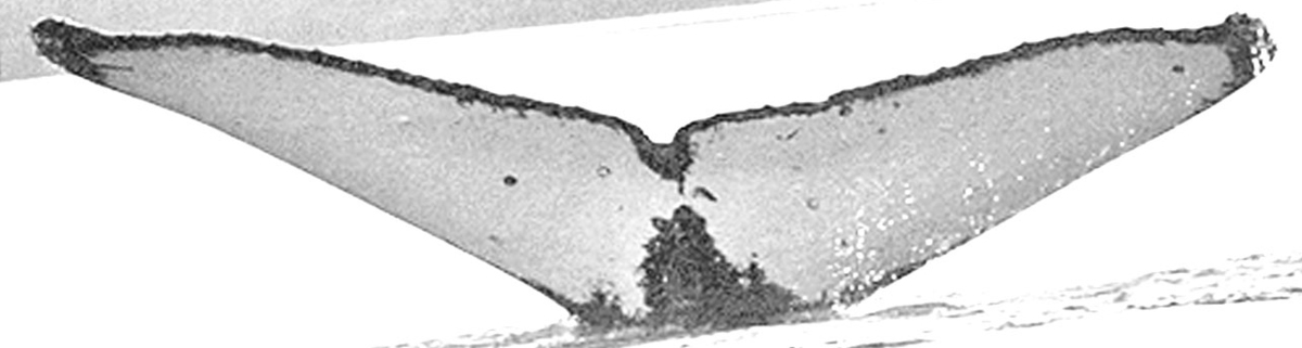 Fluke of Hinahina