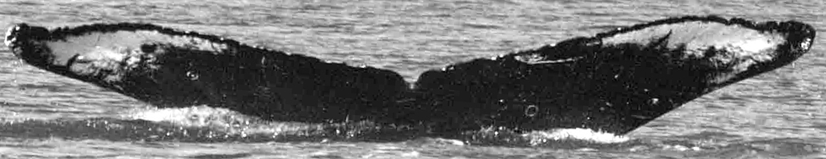 Fluke of Hinetitama aka Hilda (SE Alaska)