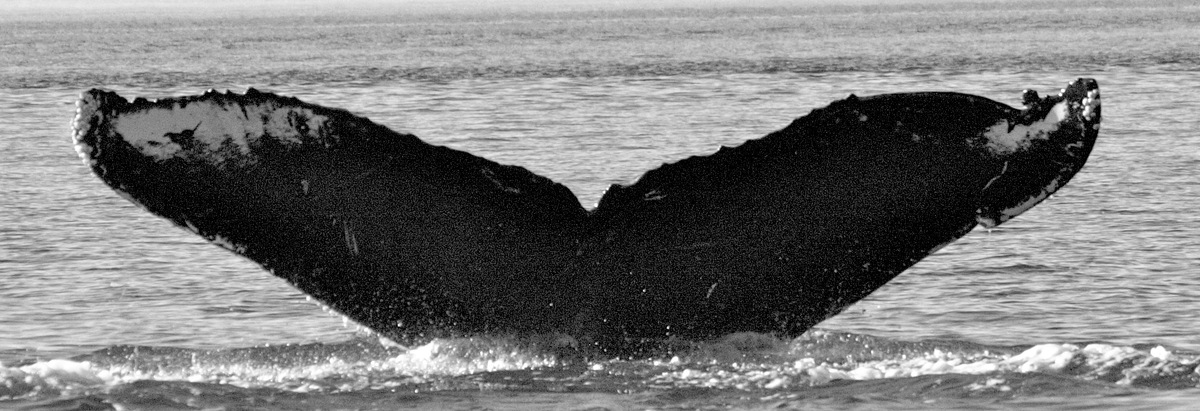 Fluke of Hitch (FS)
