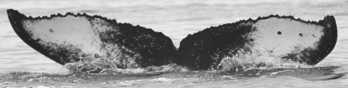 Fluke of Hiuwai (FS)