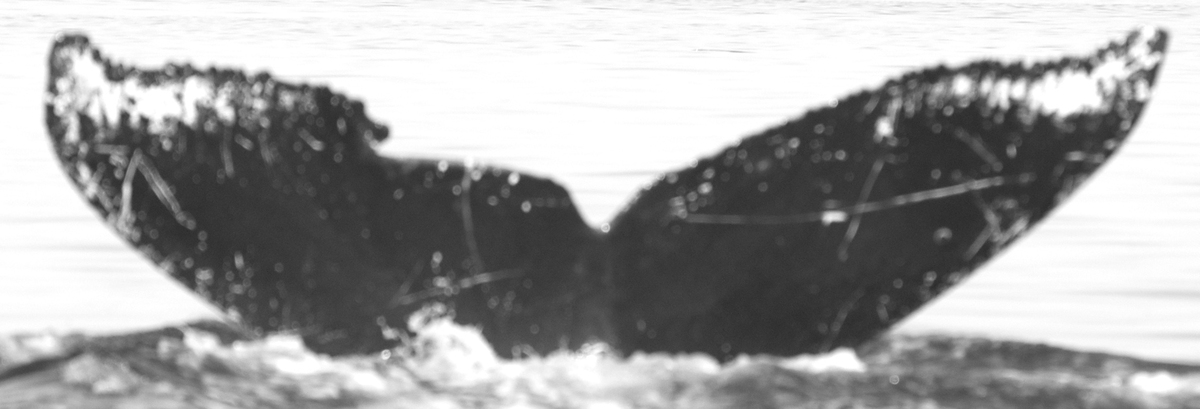 Fluke of Hokulele (FS) aka Jomas (SEAK)