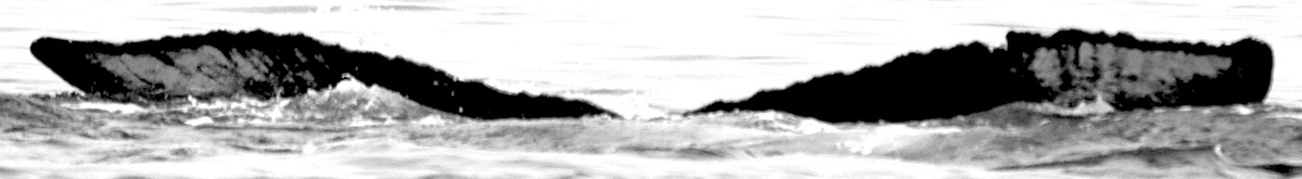 Fluke of Huri (FS)