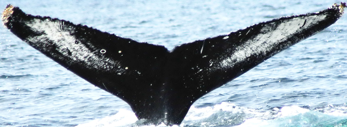 Fluke of Caldera aka Jackson Pollock (Alaska)