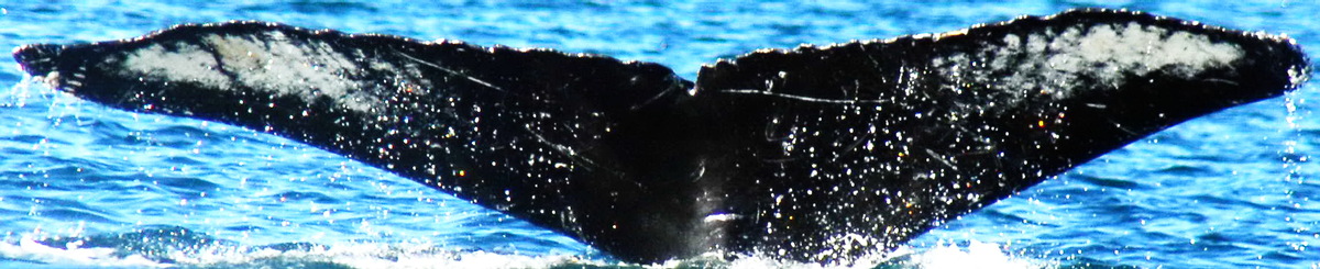 Fluke of Spider