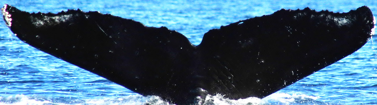Fluke of Glupper