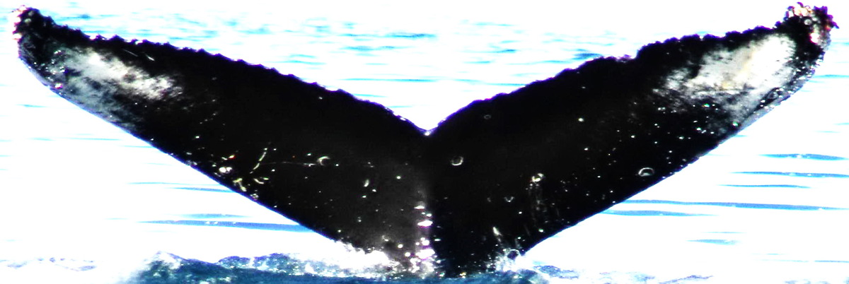 Fluke of Sea Dragon (Juneau)