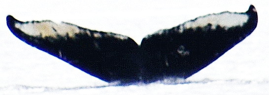 Fluke of HW-MN0420254