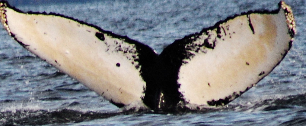 Fluke of Skippy (Kodiak)