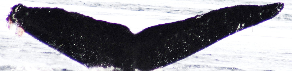 Fluke of Quotes (Kodiak)