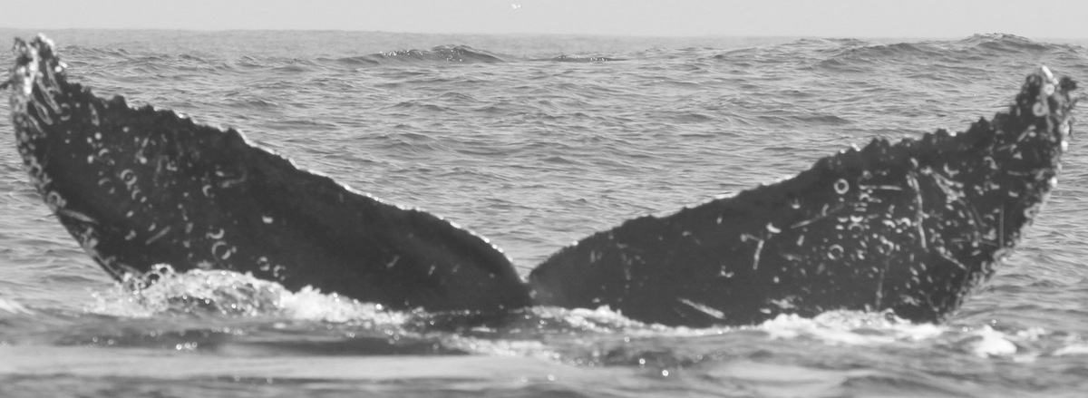 Fluke of CRC-11146