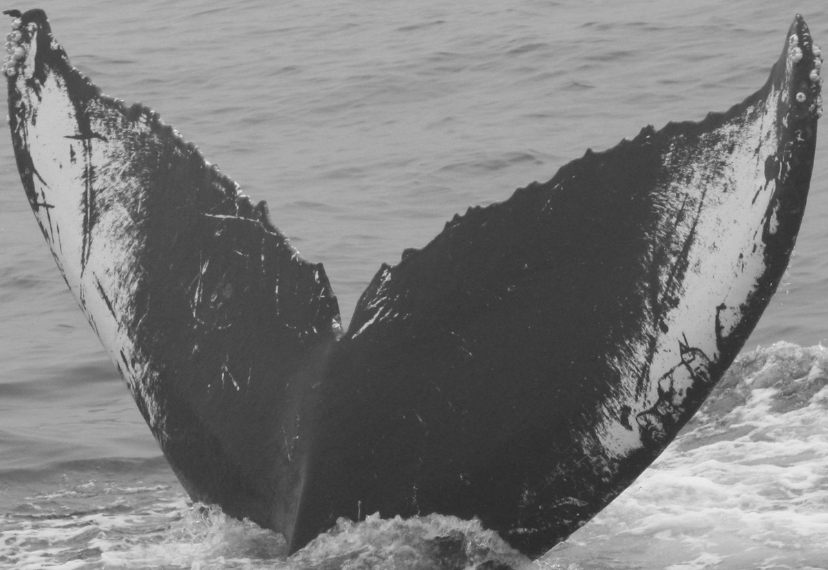 Fluke of CRC-10626