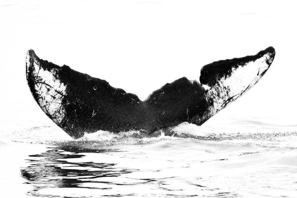 Fluke of Pizza Slice (Monterey Bay)