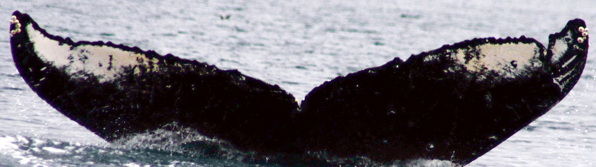 Fluke of RightCut