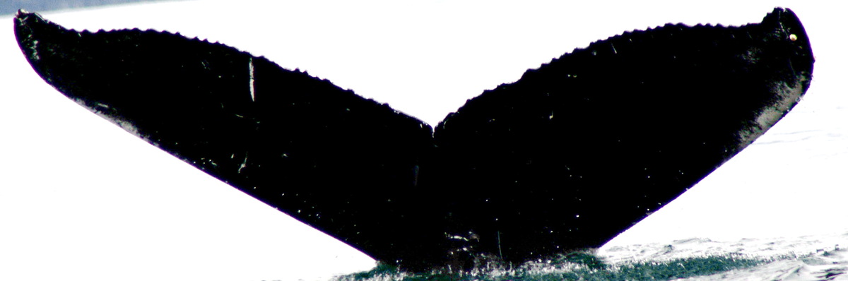 Fluke of HW-MN0420289