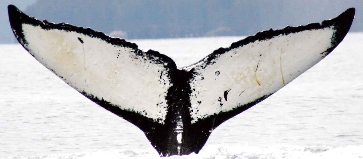 Fluke of HW-MN0420291