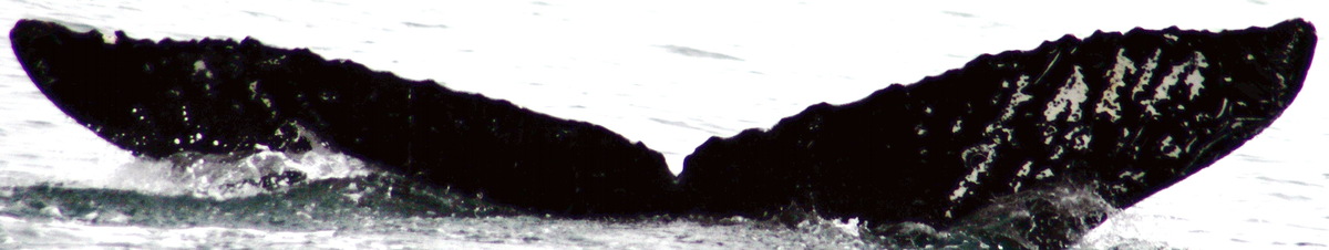 Fluke of Rebel (Kodiak)