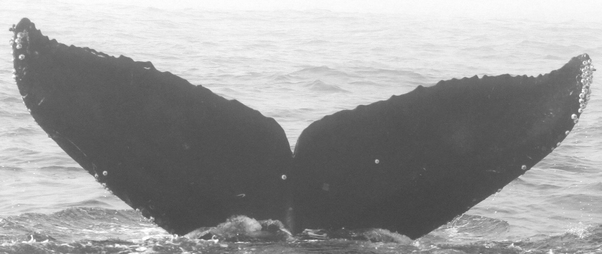 Fluke of CRC-12553