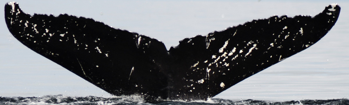 Fluke of Tracks (Kodiak) aka Stripe (Prince William Sound)