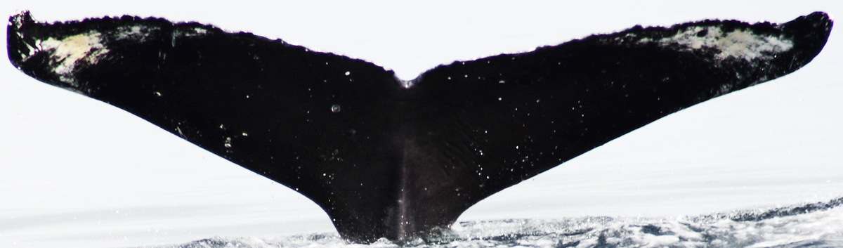 Fluke of Speedy (Kodiak)