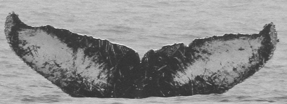 Fluke of CRC-10124