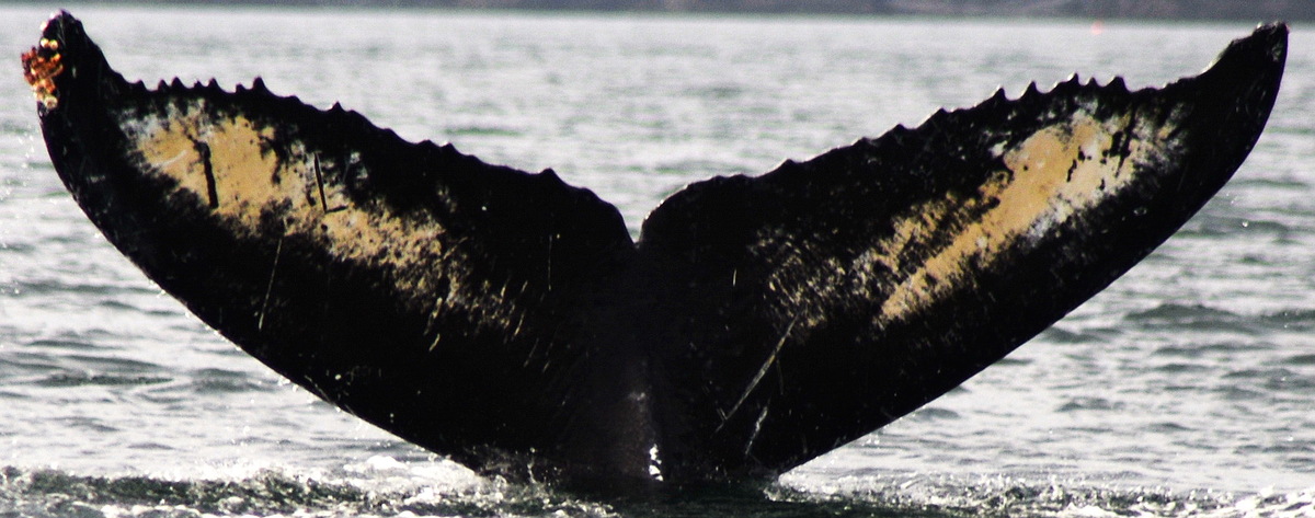 Fluke of GWAK-P260