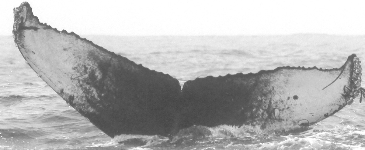 Fluke of Attenor (California)