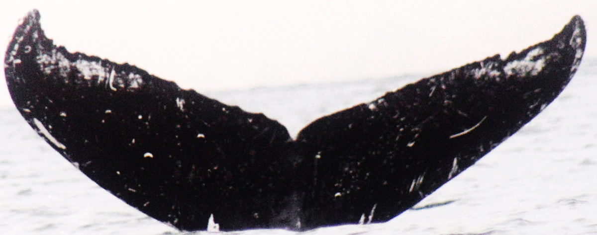 Fluke of Ski Jump (Kodiak)