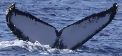 Fluke of Nephele (BC)